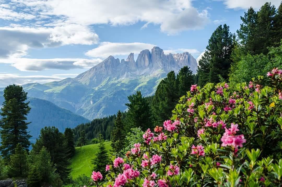 Majon De La Nona Otel Pozza di Fassa Dış mekan fotoğraf